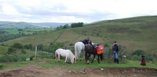 Liz Hill with ponies and dog, Maggie
